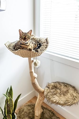 Miniatura 5 de MAU LIFESTYLE - Torre de árbol de madera para gatos, moderno condominio para gatos de una sola rama, árbol de madera para gatos, escalada para