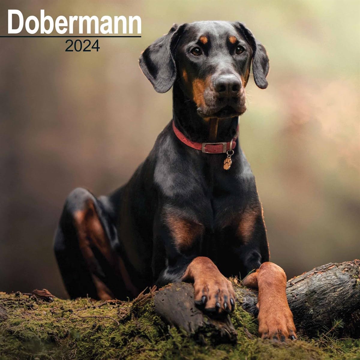 Dobermann (Euro) Calendar 2024 | Square Dog Breed Wall Calendar - 16 Month
