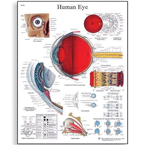 3B Scientific VR1226L Human Anatomy - Human Eye Chart, Laminated Version - Laminated