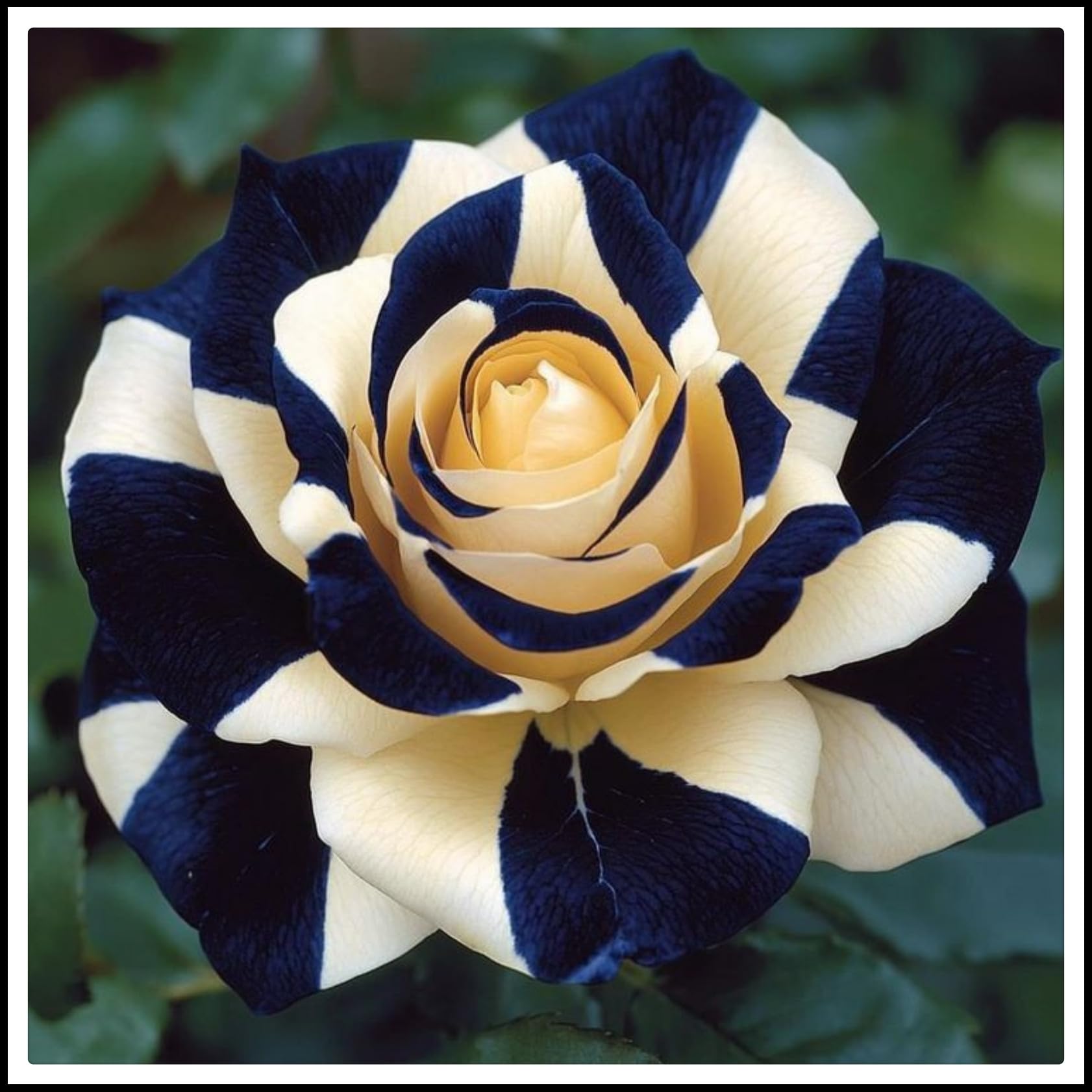 Rose Bulbs/Climbing Plants，Rose Rhizome, Vigorous Growing Plants/Mixed plantings of Gold Jade carvings Feel Beautiful.（CXXFGFT）-4 rhizomes-F