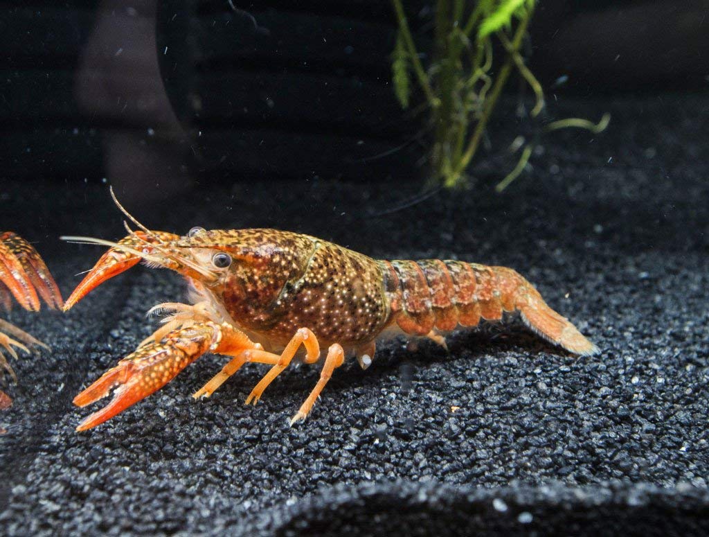 Aquatic Arts 1 B-grade Red Scarlet Crayfish | Live Freshwater Aquarium Lobster | Crawfish | Crawdad | Real Living Fish Tank Pet