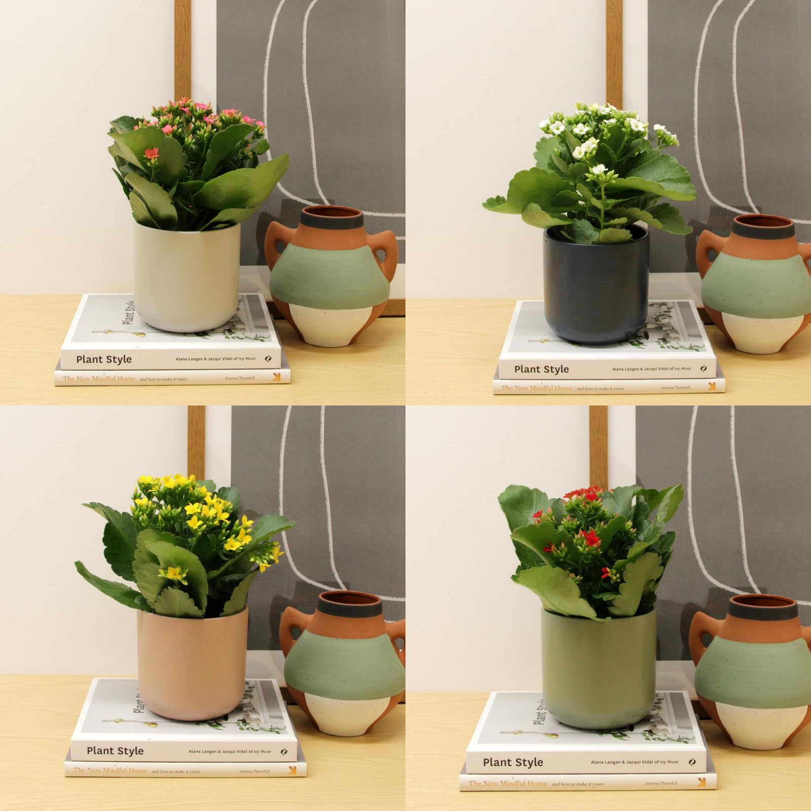 Carbeth Plants - 3 x Mixed Colours Real Kalanchoe Indoor Plant Flaming Katy in 10.5cm Pot - Low Maintenance Live Flowering Succulent Houseplant - Ideal for Home or Office (Mixed Colours, 3 Plants)