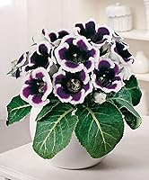 Vista 1 de Generic 100 semillas de flores Gloxinia rosa bebé