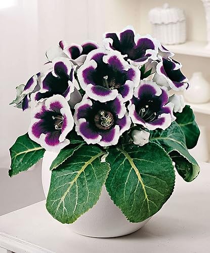 Miniatura 3 de Generic 100 semillas de flores Gloxinia azul crema
