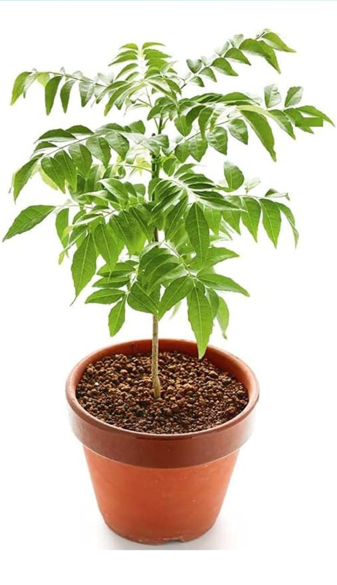 Charming Gronhus Live Curry leaves Plant | Kadi Patta Plant | Meetha Neem Plant | Murraya Curry Plant With Black Plastic Pot (B0CQH9TNYK) Amazon Price History, Amazon Price Tracker
