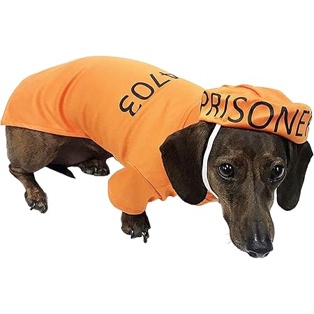 small dog leather jacket