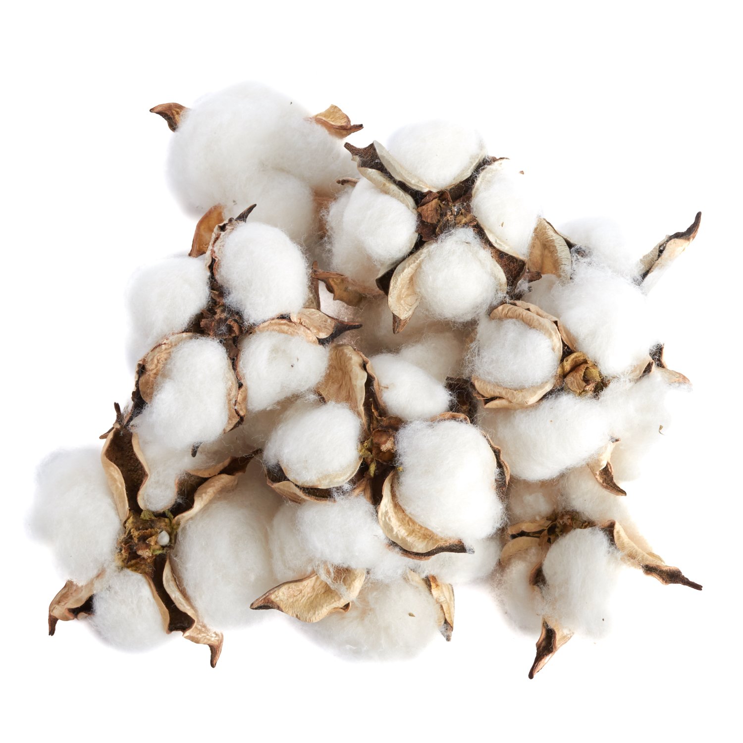 Factory Direct Craft Package of 12 Natural Cotton Boll Pods