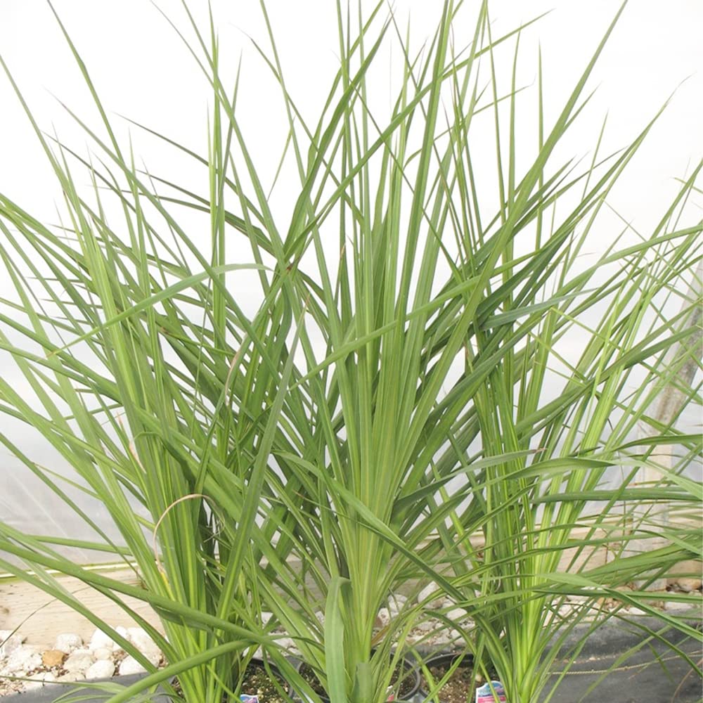 Amazon.com : QAUZUY GARDEN 500 Seeds Blue Dracaena Spikes Seeds TOI  Mountain Cabbage Tree Cordyline Indivisa Seeds - Heat Tolerant, Low  Maintenance Evergreen Graceful Accent : Patio, Lawn & Garden