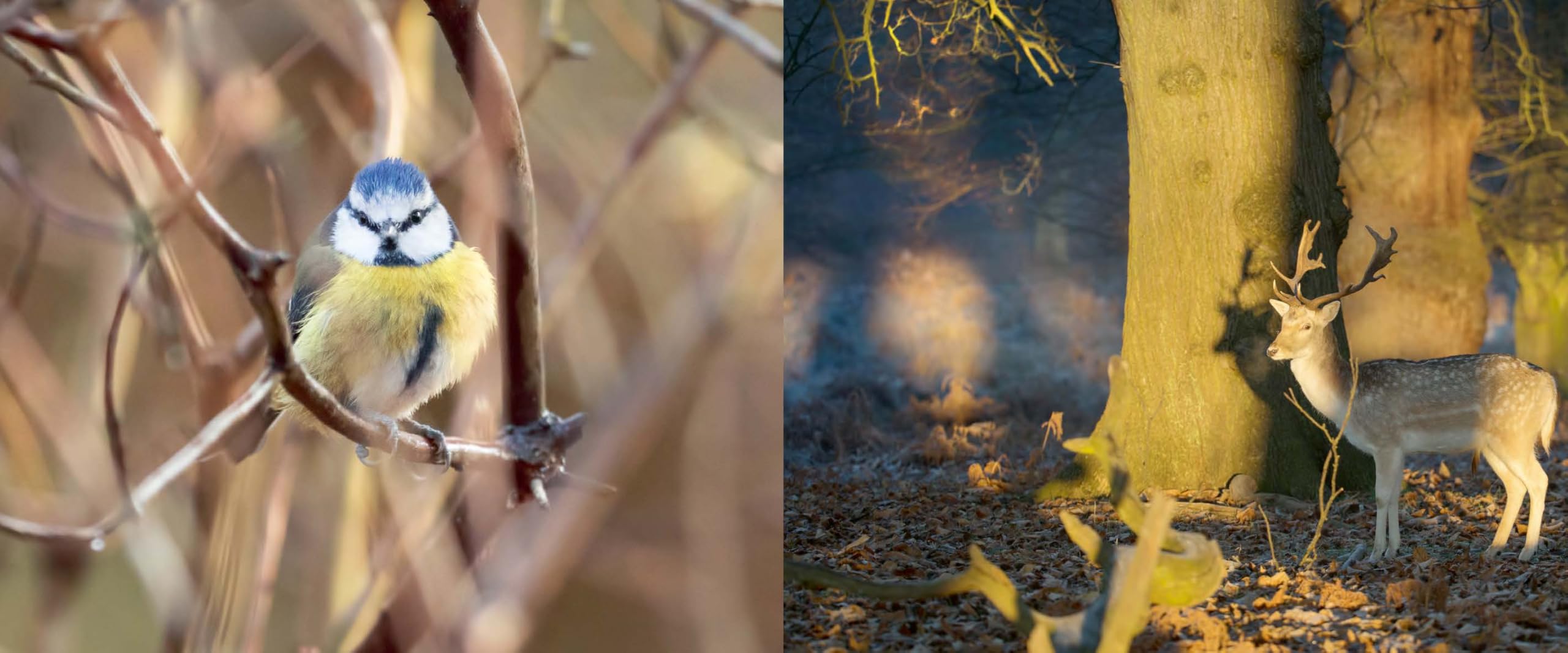 Richmond Park: London's Wildlife Haven