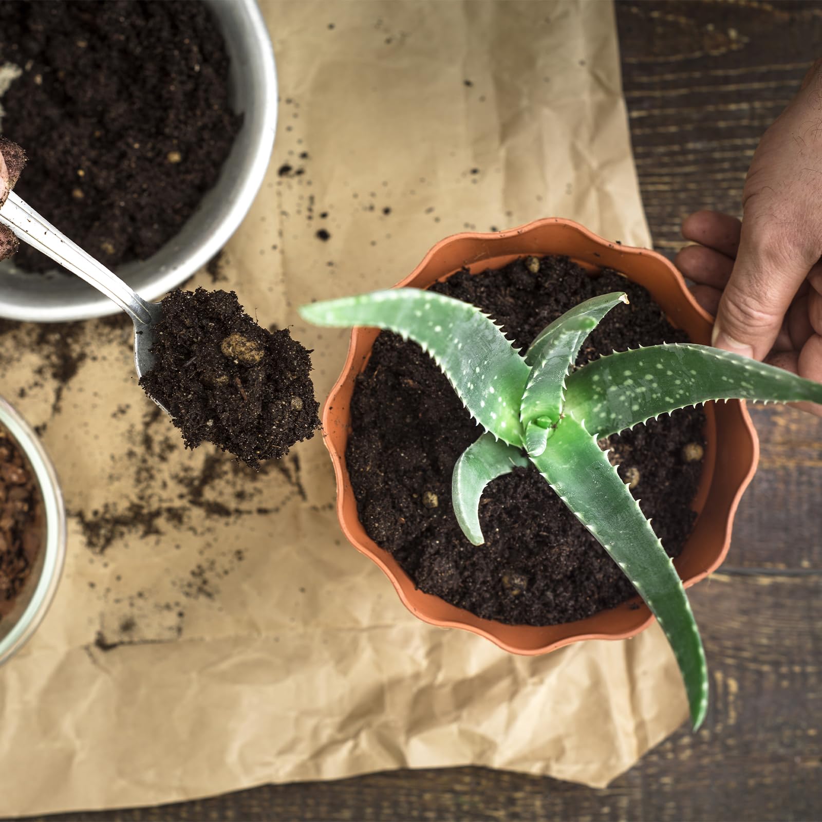GOTVUGE Aloe Vera Erde Mischung, fertig zur Verwendung fr die Anzucht und  das Wachstum von Aloe Vera Pflanzen oder Anderen Zimmerpflanzen (10L) :  Amazon.de: Garten