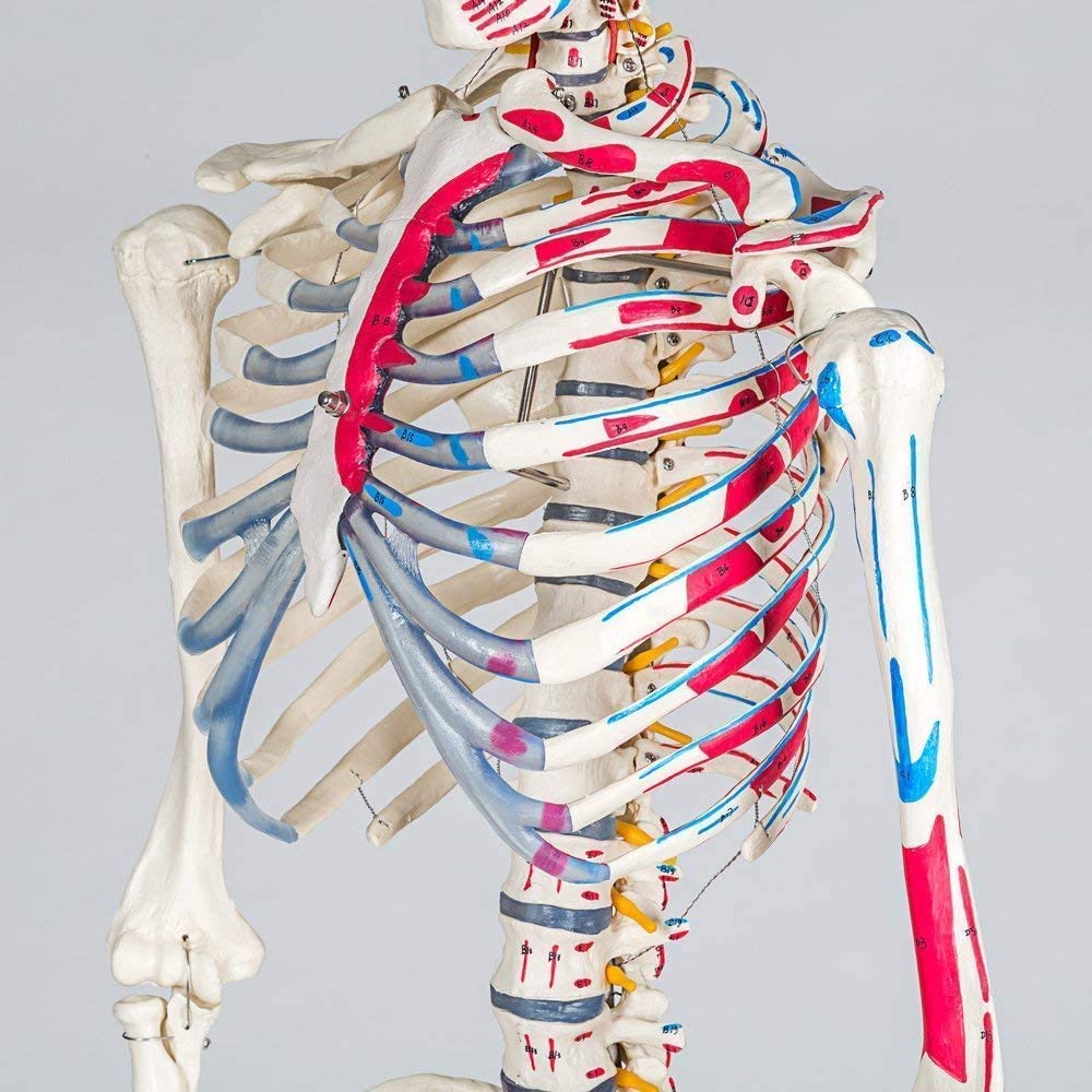 Model anatomiczny ludzkiego piersi model anatomii człowieka medyczne materiały dydaktyczne medyczne materiały naukowe szkolne materiały edukacyjne