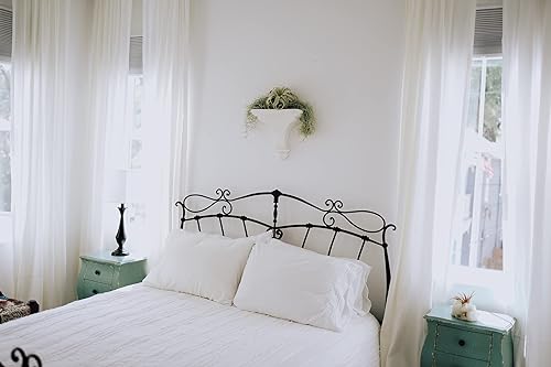 Miniatura 4 de Air Plant Shop Paquete de 3 erizos de mar morados con plantas de aire surtidas, suculentas, Tillandsia viva, plantas de interior y exterior de fácil