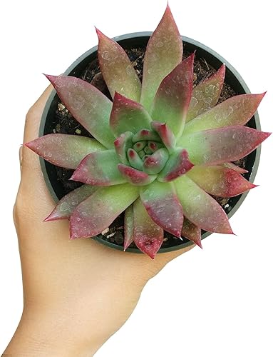 Echeveria Agavoides - Suculenta de lápiz labial  Suculenta saludable Echeveria Live de fácil cuidado, planta interior de casa, totalmente arraigada