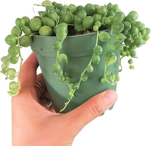 Miniatura 6 de Cadena de Perlas Plantas Suculentas (2 pulgadas)