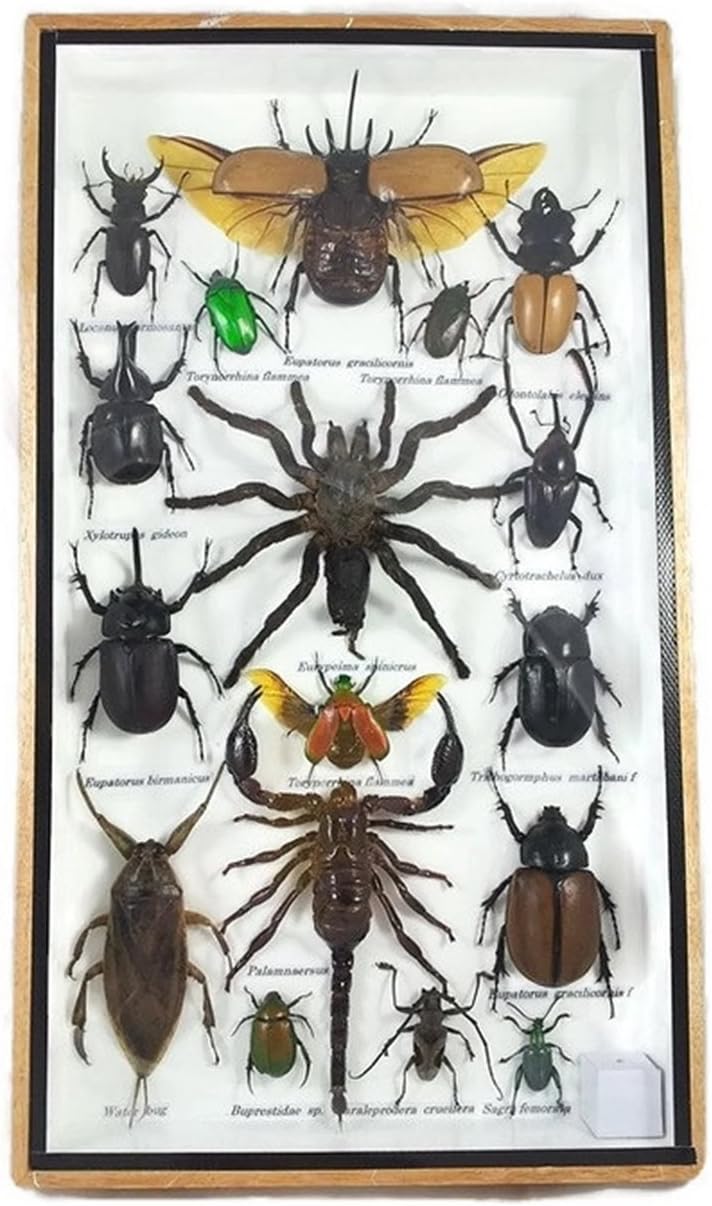 Insect Beetle Tarantula Scorpion Mounts Animals Taxidermy 17 Real in Wood Framed