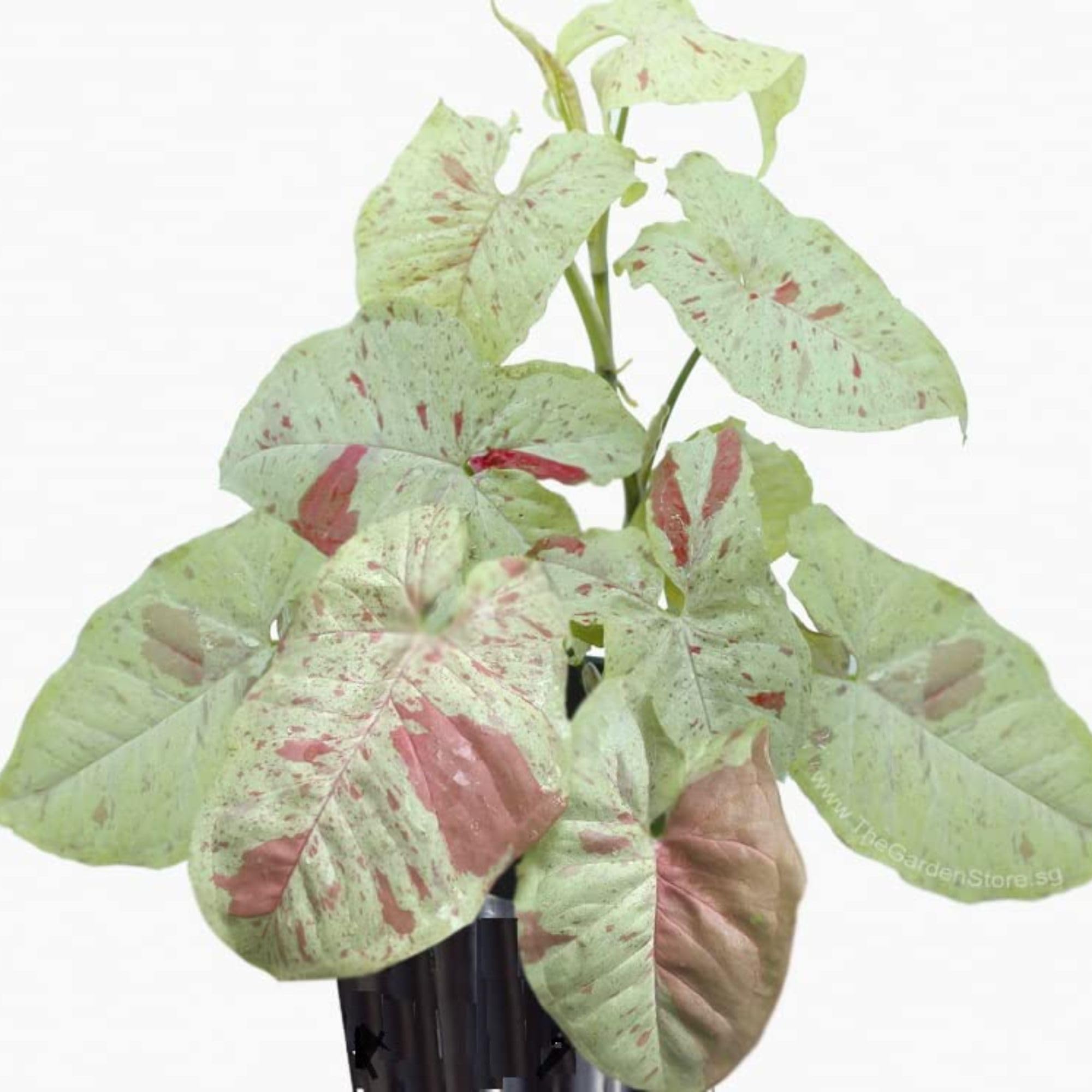 OCCIDENT Syngonium Pink&White Color Indoor Live Plant for Home Office Living Room Bedroom Garden Decor With Black Plastic Pot (Live Rare Syngonium Pink&White Mix)-image-15