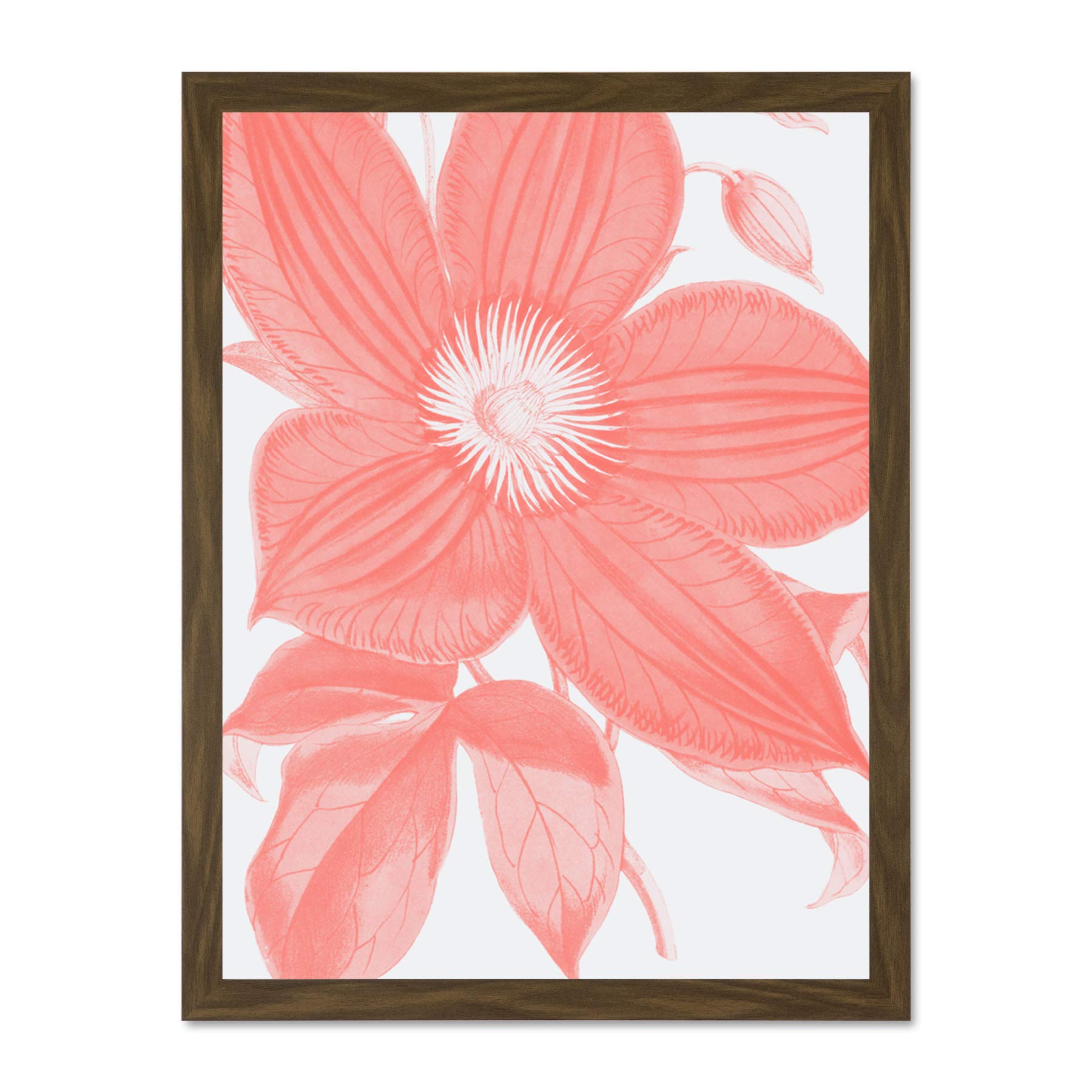 Wee Blue Coo Living Coral Clematis Flower Large Brown Framed Art Print Wall Poster 18x24 inch