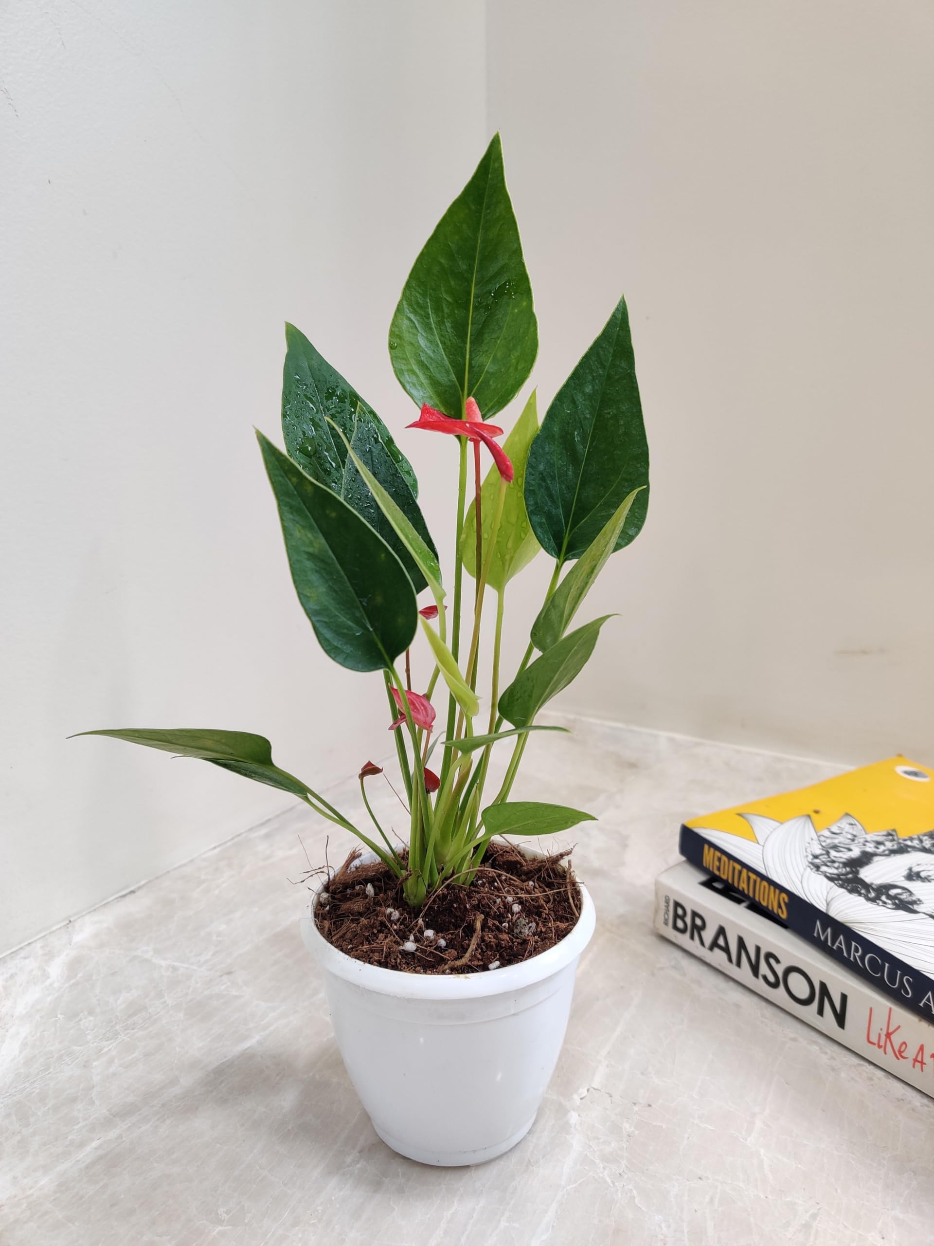 CAPPL Air Purifying Rare Red Anthurium Exotic Indoor Live Plant | Flamingo Flower Live Plant With Plastic Pot (B0BKWDCJSY) Amazon Price History, Amazon Price Tracker