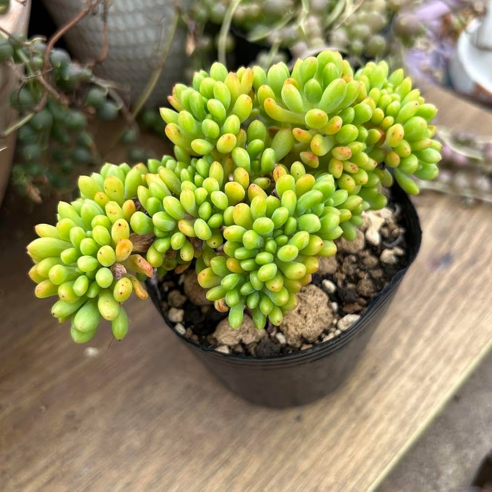 Amazon.co.jp: 多肉植物No.110 八千代 綴化 9センチポット