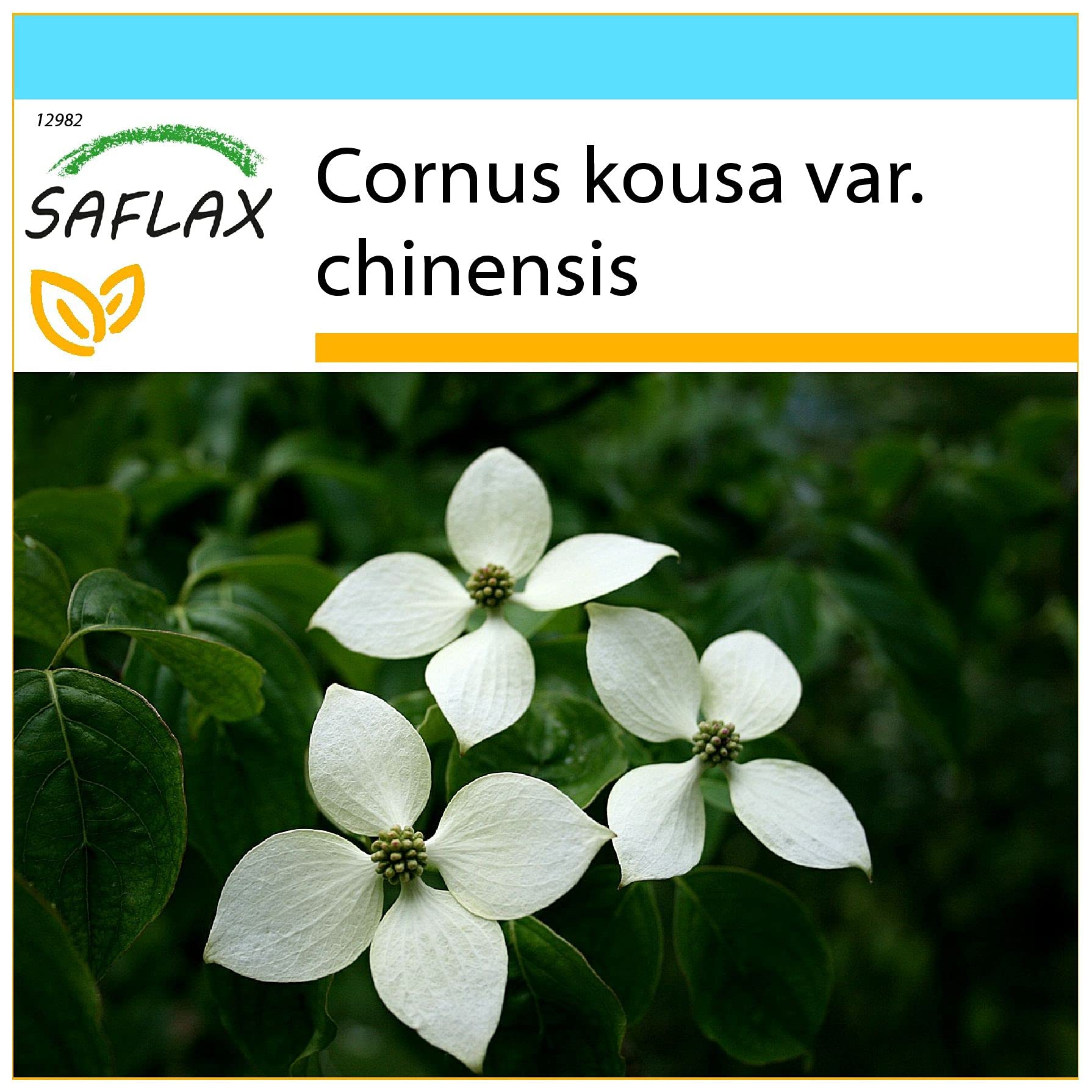 SAFLAX Kit cadeau Cornouiller du Japon 30 graines Cornus kousa var. chinensis