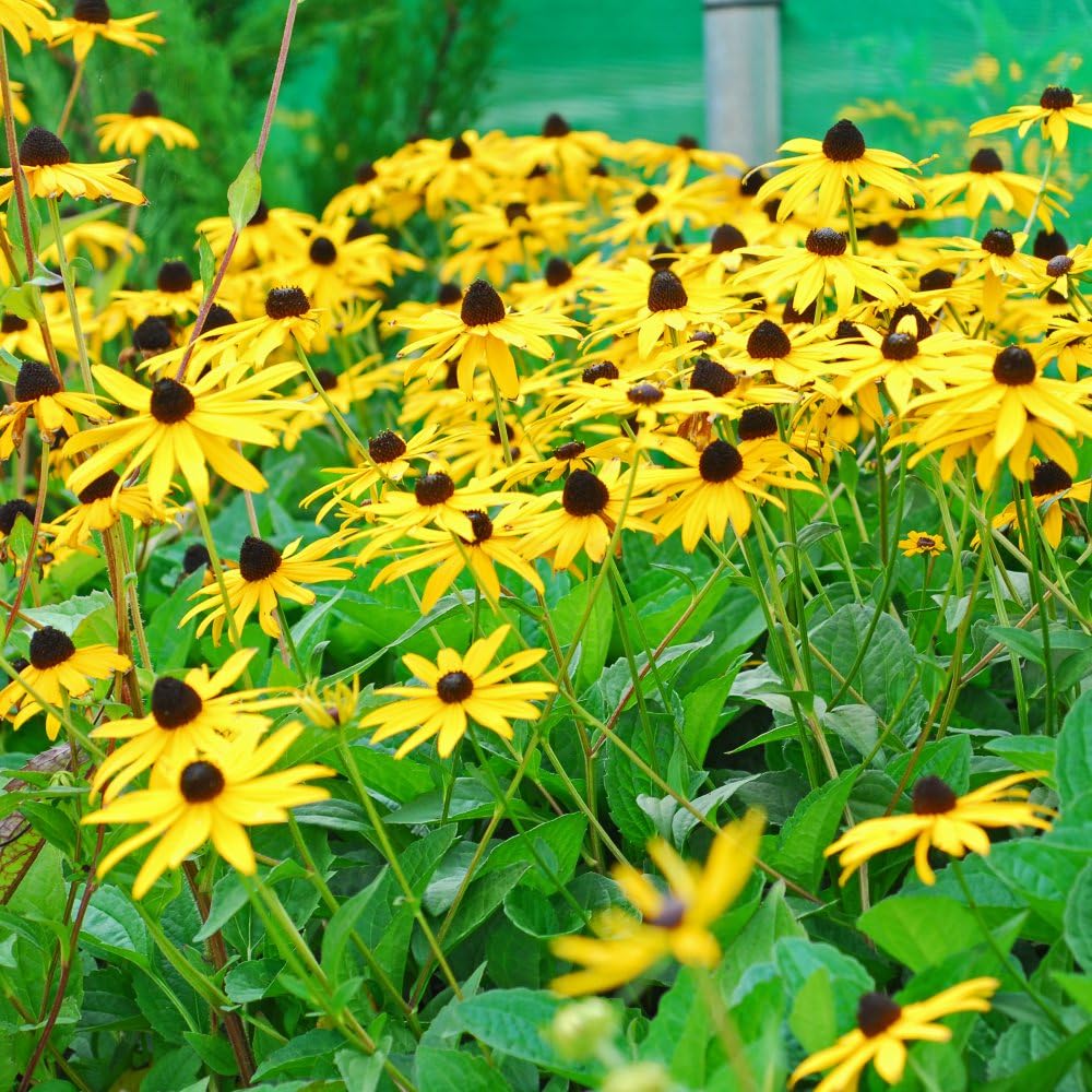 Rudbeckia fulgida 'Goldsturm' - RHS Award Winner with Golden-Yellow Flowers - Hardy Perennial for Vibrant Gardens - Easy to Grow - Cut Flower Display - 3X Bareroots by Thompson and Morgan (3)