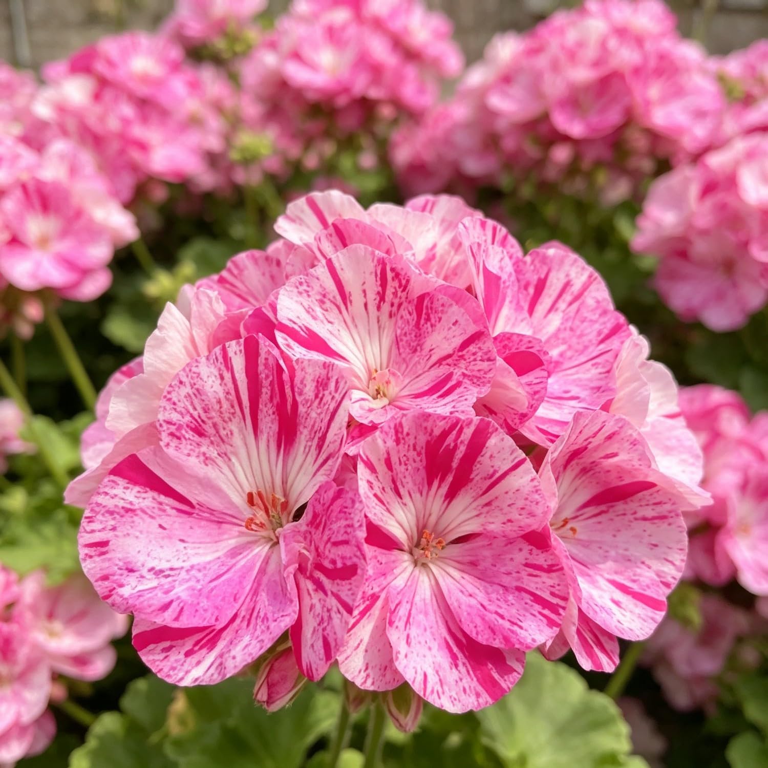Double Geranium Seed-Hardy,Perennial, Vibrant Floral Display Garden
