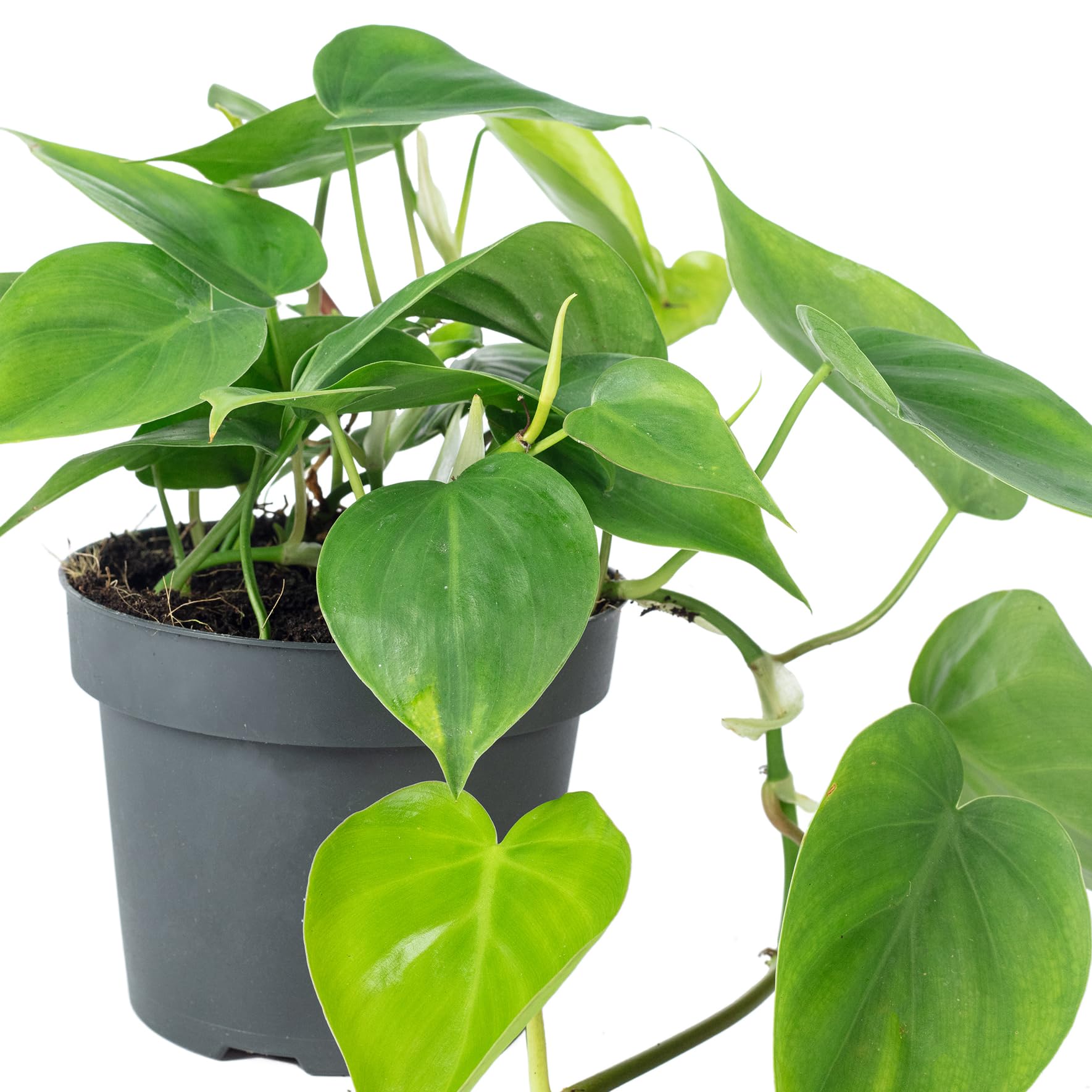 buy snake plant melbourne Small Snake Plant  Hello Botanical