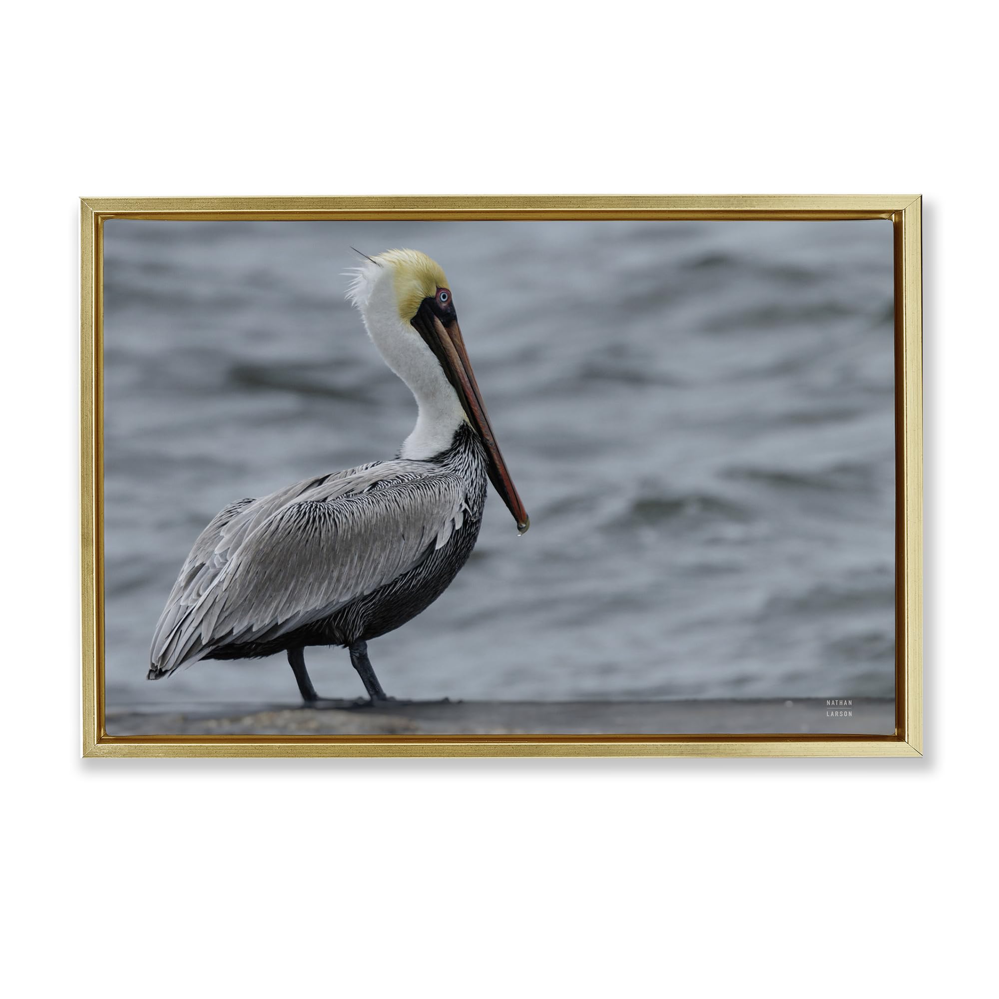 Stupell Industries 'Pelican Watch Photography', Floating Frame Canvas Art, Gold, 25 x 17 Inches, Easy to Hang and Sturdy, Made in USA, by Nathan Larson