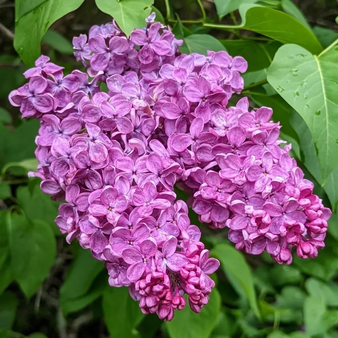 Double Blue Lilac Bushes Ready to Plant, Dormant Syringa Lilac Tree Live Plant, Springtime Blooms Soft Yellow Color in 4" Pot
