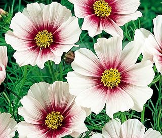 Cosmos- Daydream- 100 Seeds by OrginBud