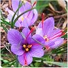 Crocus Bulbs to Plant Now UK/Saffron Crocus Bulbs-Bedding/Gorgeous/Potted/Plants/Rhizome/Ornamental/Resistant-6 Bulbs-B