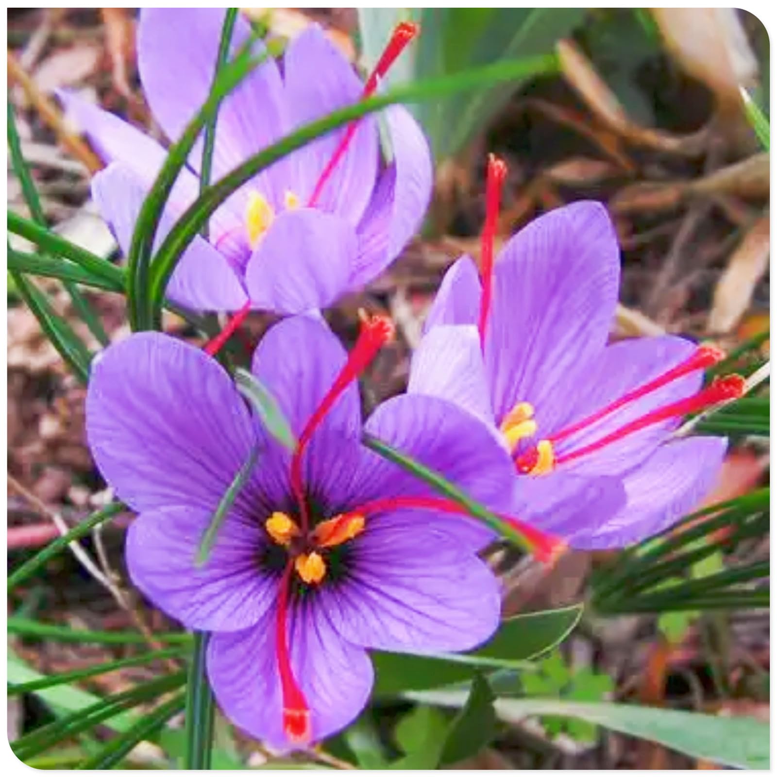Crocus Bulbs to Plant Now UK/Saffron Crocus Bulbs-Bedding/Gorgeous/Potted/Plants/Rhizome/Ornamental/Resistant-8 Bulbs-B