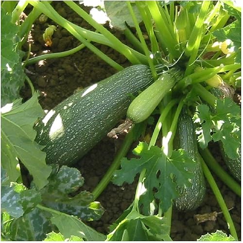 Miniatura 2 de everwilde explotacionesOrgánico Zucchini Verano Squash semillas de orooro Vault Packet