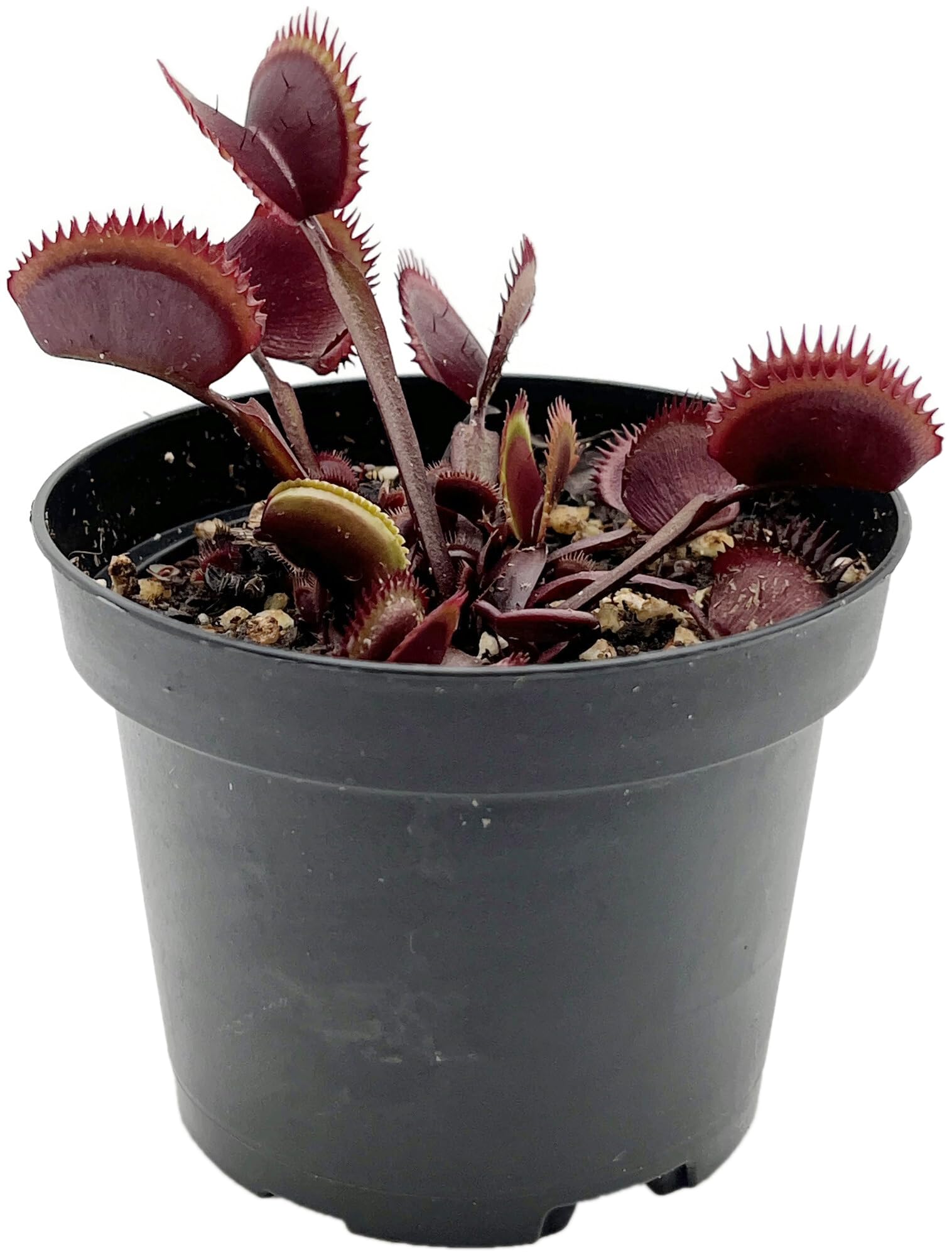 Dionaea Muscipula 'Red Piranha' - rote Venusfliegenfalle - blühfähig im 9 cm Rundtopf - fleischfressende Pflanze