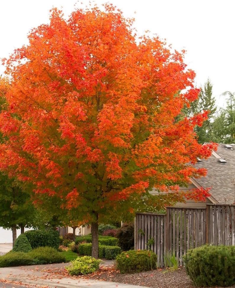 October Glory Maple Tree 1-2 Feet Tall Live Plant in Quart Pot