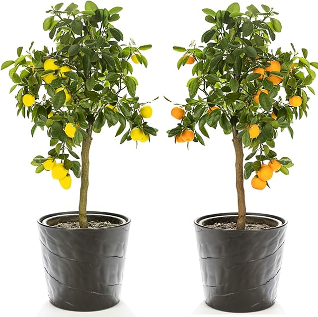Citrus Fruit Tree Duo House Plants Grow Your Own Orange and Lemon Plants with Edible Fruit, Patio Plant for Home, Office & Conservatory 2 x 9cm Pots (1 x Lemon, 1 x Orange) by Thompson & Morgan