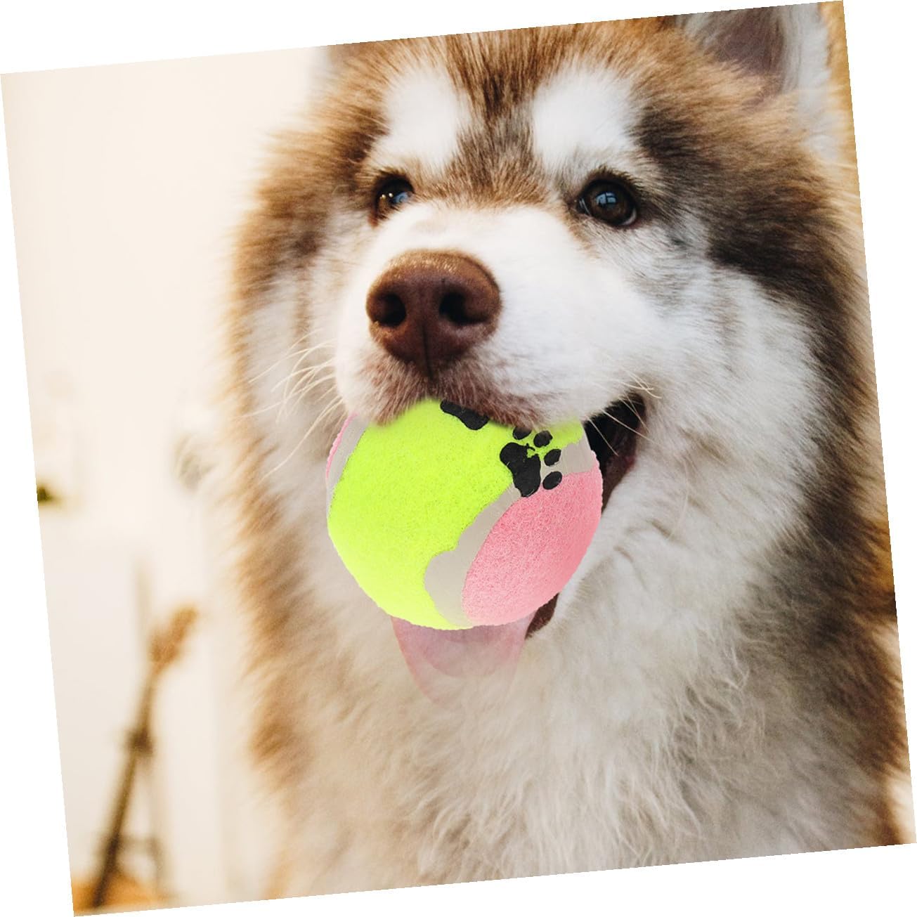 16pcs Dog Rubber Balls Interactive Fetch for Dogs Indoor Outdoor Play Safe Non-Toxic Covered Chew Resistant Training Balls Random Color