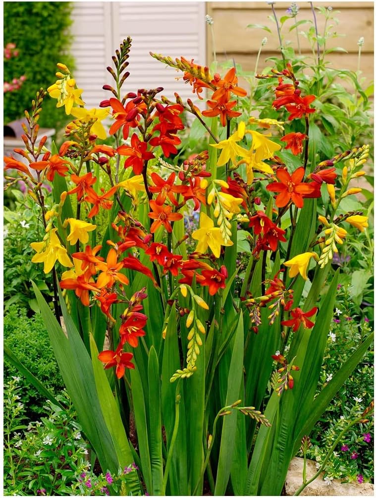 10x Crocosmia Large Flowering Mix Summer Flowering Bulbs Spring Planting Easy to Grow Montbretia Hardy Garden Perenial Flowers