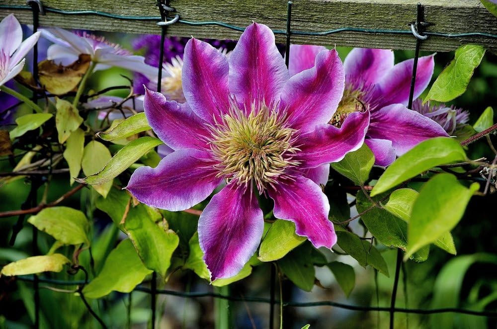 Clematis Wildfire 10 Seeds Beautiful Double Coloured Blooms Amazon Co Uk Garden Outdoors