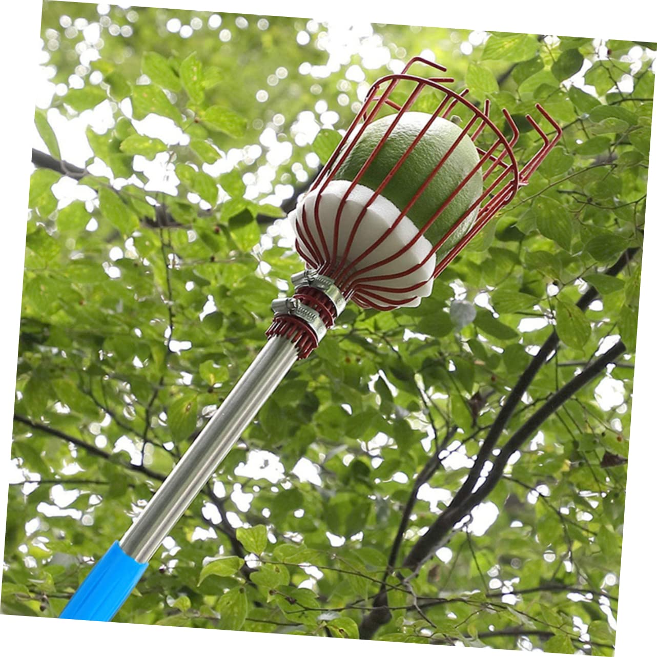 INOOMP Raccoglitore di Frutta Attrezzo per Raccogliere la Frutta Asta in Acciaio Inossidabile Giardinaggio Frutteto Parco Giardino Sezioni Rosso Argento
