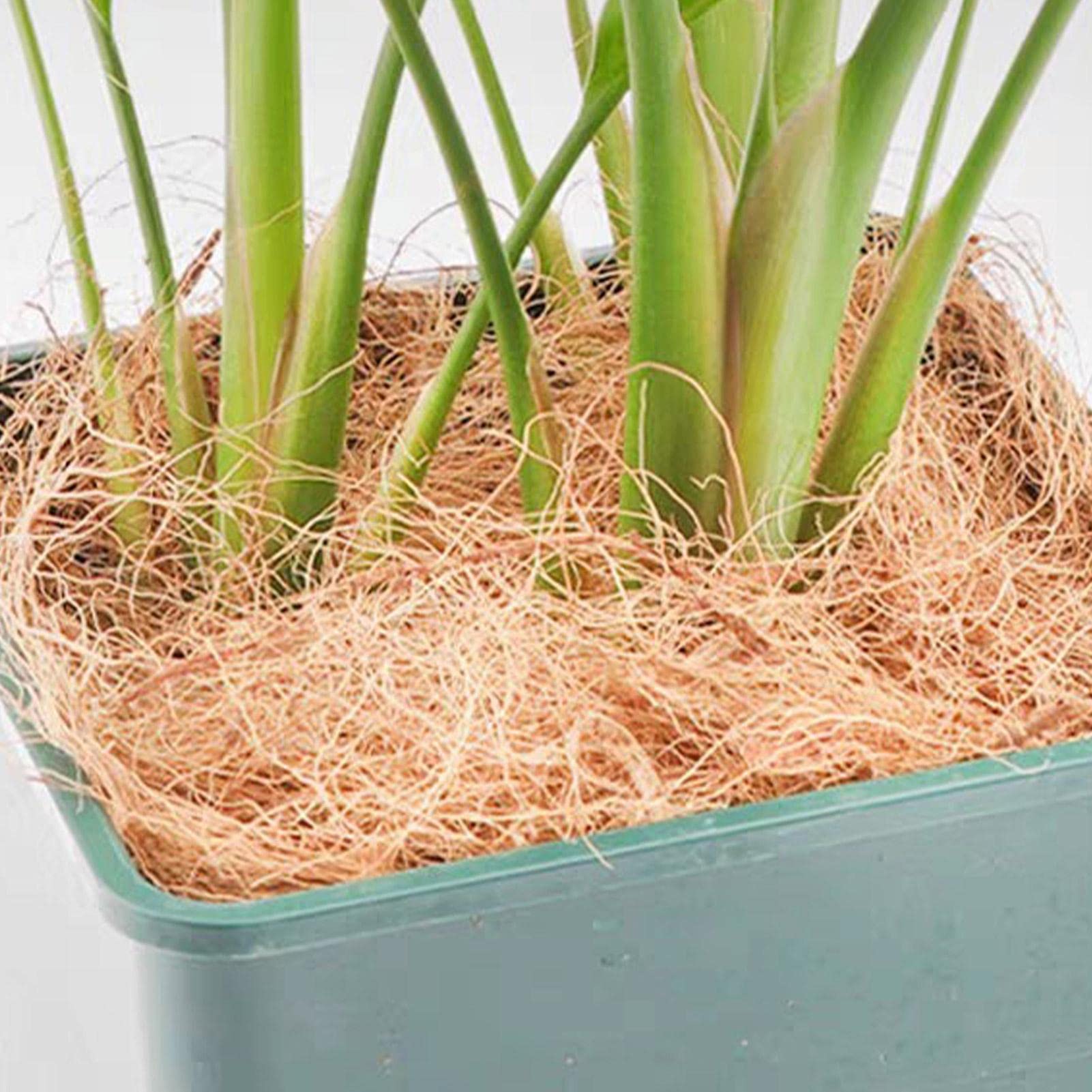 ring bambus Birch Bamboo Ring – Made Different Co