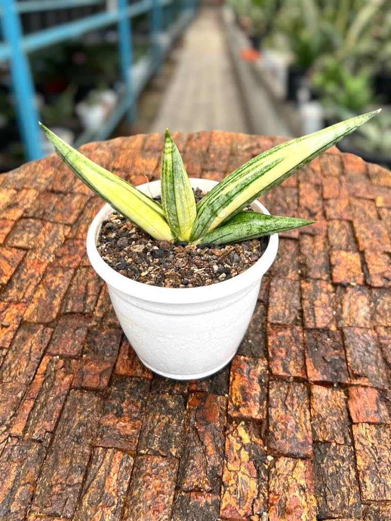Sansevieria Boncel Variegated Plant in Pot : Amazon.in: Garden