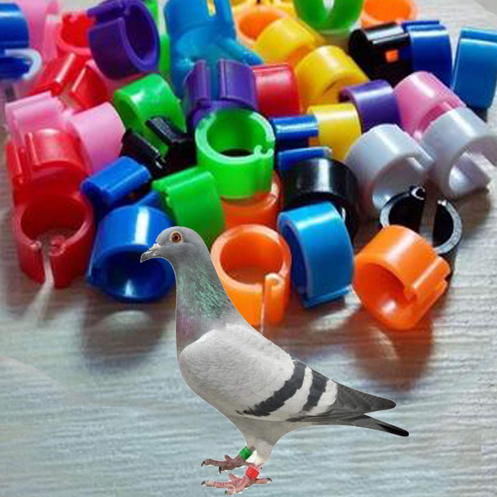 100 Stück 10 Mm Taubenringe – Dunkelblaue Beinringe Für Vögel, Papageien, Hühner & Geflügel