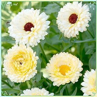 zellajake Rare Flower Plant Seeds 200+ Calendula Seeds - Snow Princess