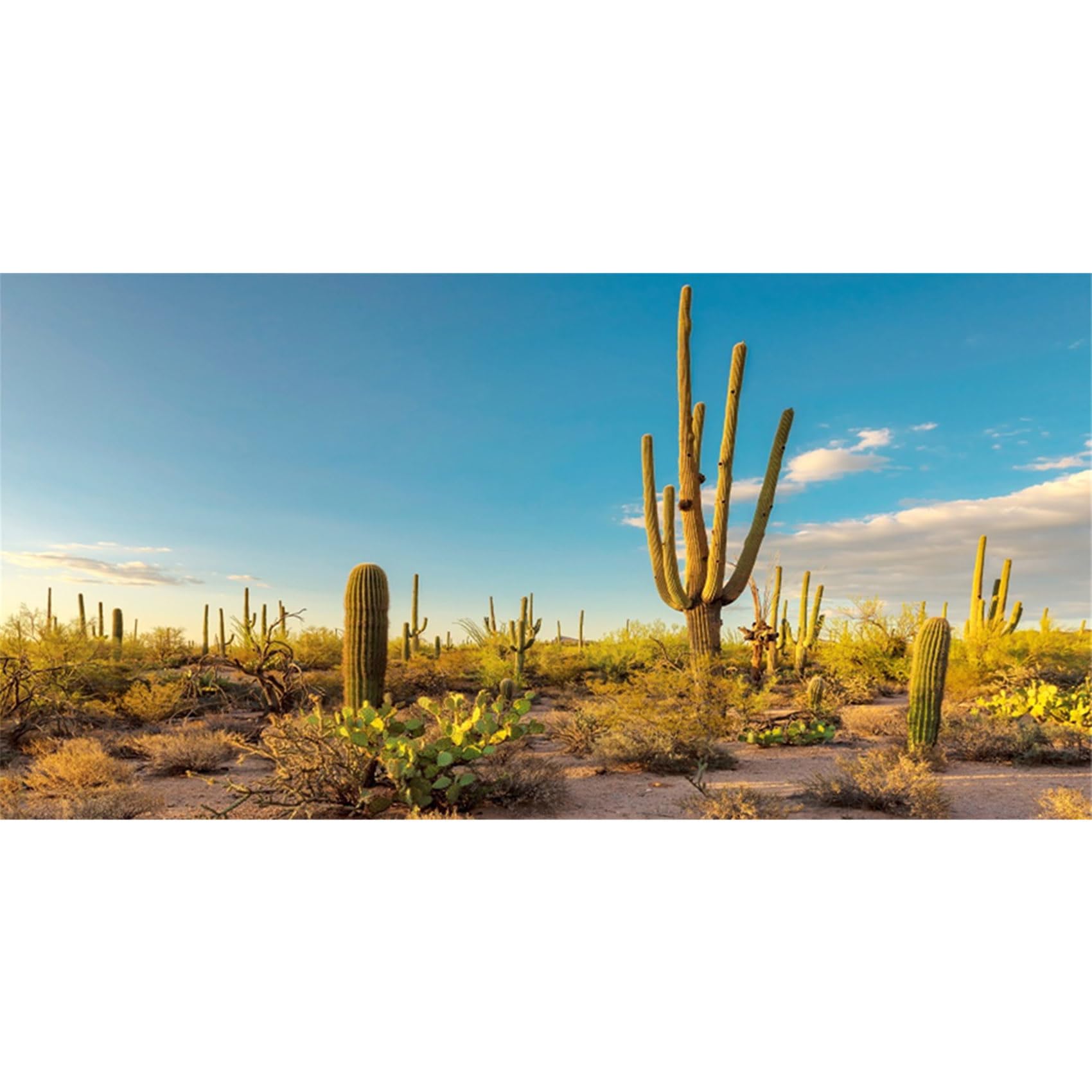 MIRRORANG 61x30cm Sun and Desert Terrarium Background Blue Sky Oasis Cactus Reptile Habitat Background Vinyl Background โ image 1