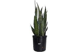 Grove City Glasshouse Live 25-30" Tall Snake Plant Sansevieria Zeylanica