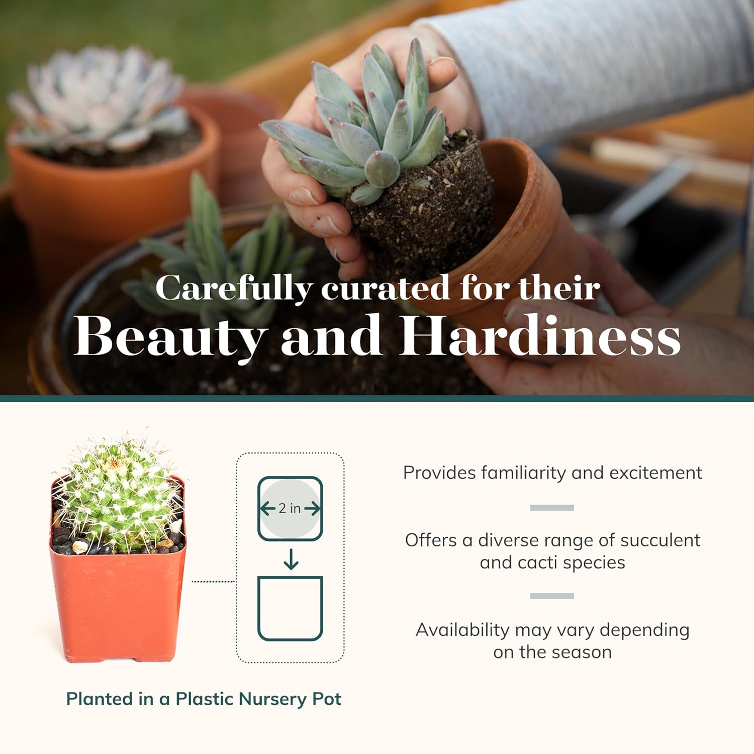 Shop Succulents Premium Live Mini Cactus and Succulent Plants in 2" Pots, Easy Care Indoor or Outdoor Gardening, Terrariums, Favors, & Contemporary Spaces with Hardy, Resilient Varieties, Pack of 12