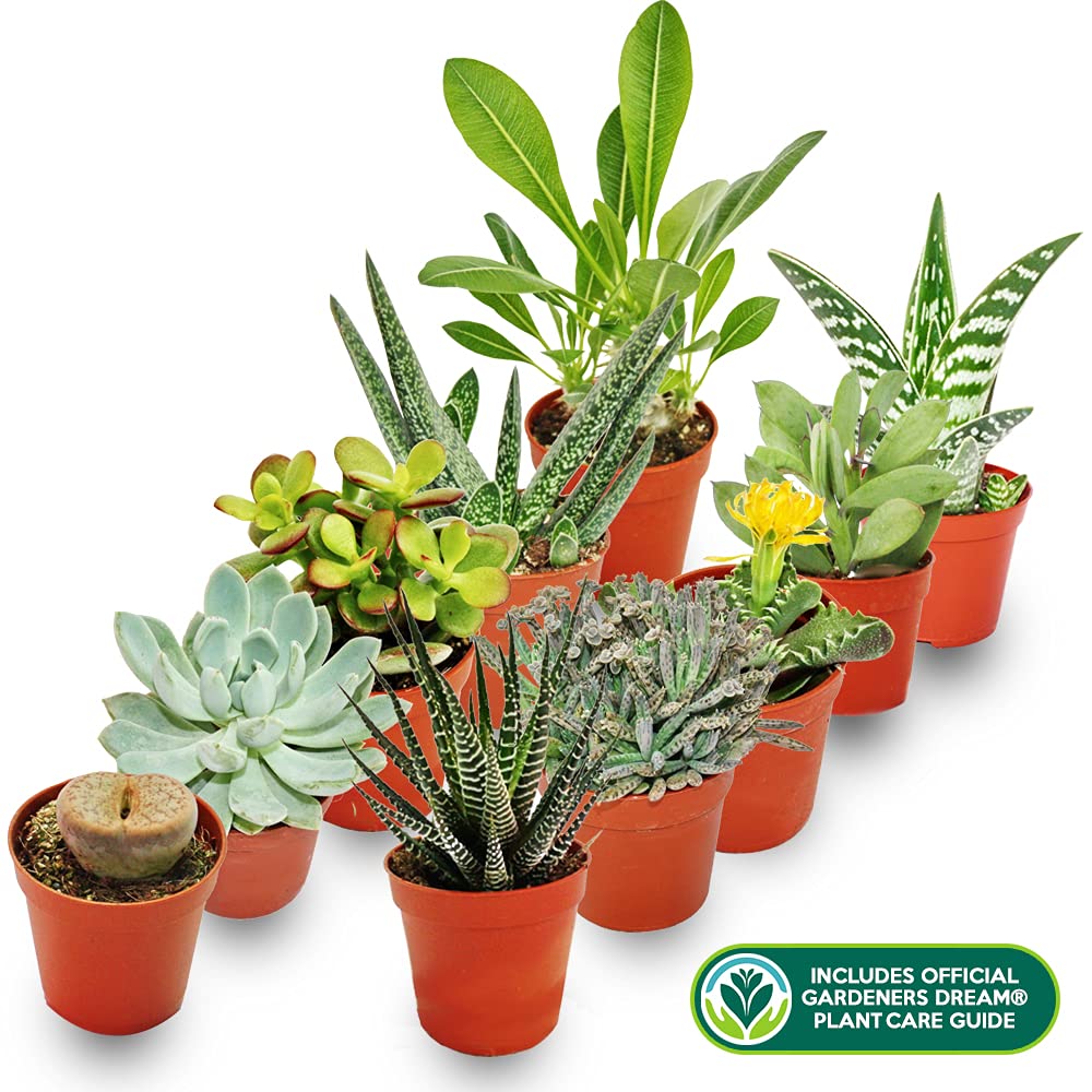 MELANGE DE 10 SUCCULENTES PLANTES