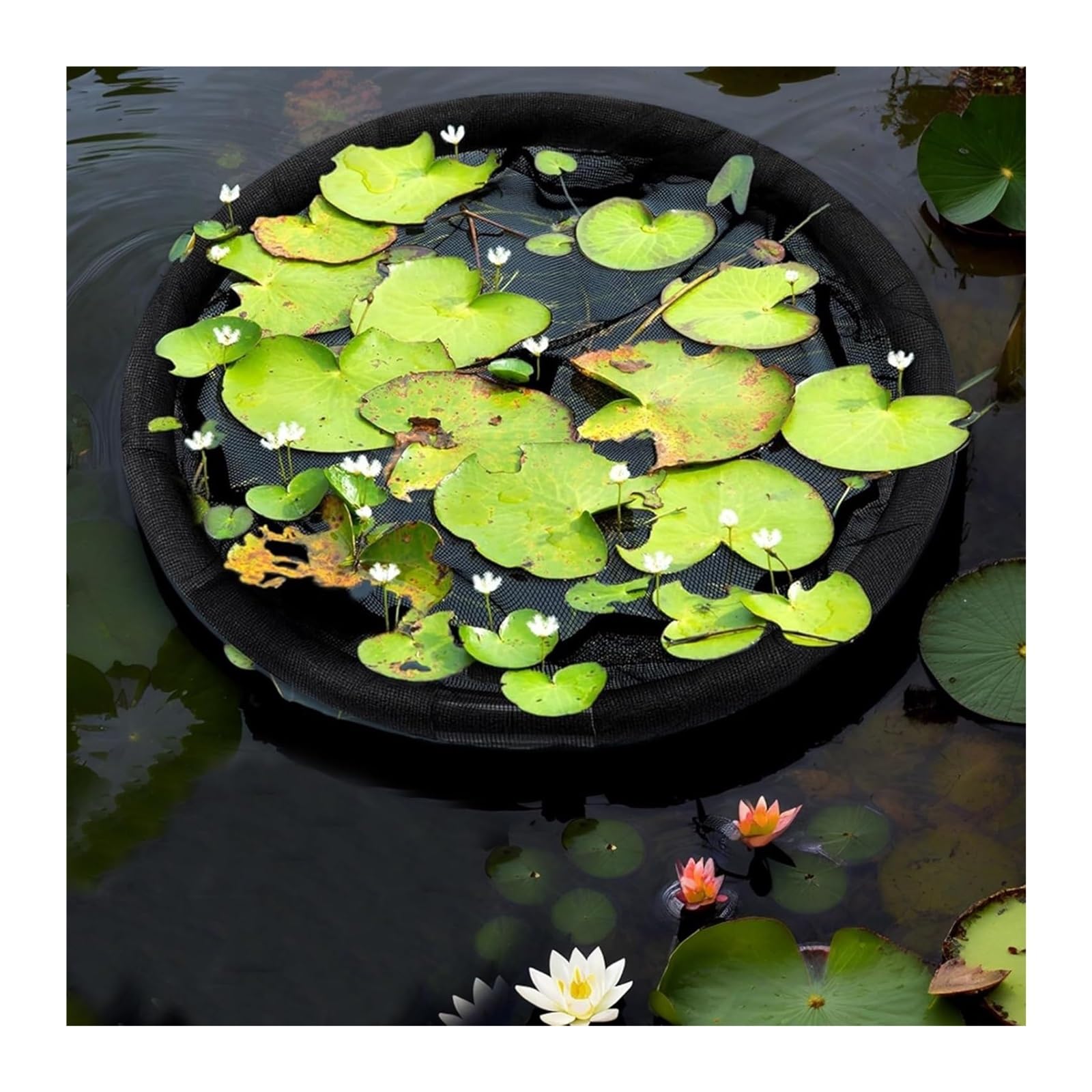 Barrière flottante en forme de flore pour poissons 80 cm protection plantes flottantes étang