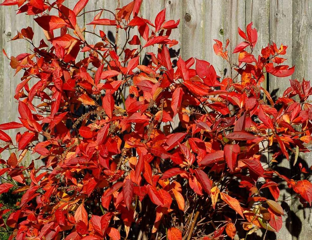 Virginia Sweetspire Shrub - 12-18" Tall Live Plant - Quart Pot - Henry's Garnet Bush Seedling - Itea Virginica 'Henrys Garnet'
